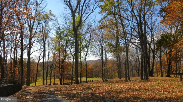 a view of backyard with a large tree