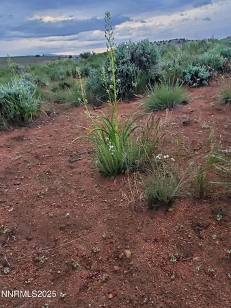a view of a plants with a yard