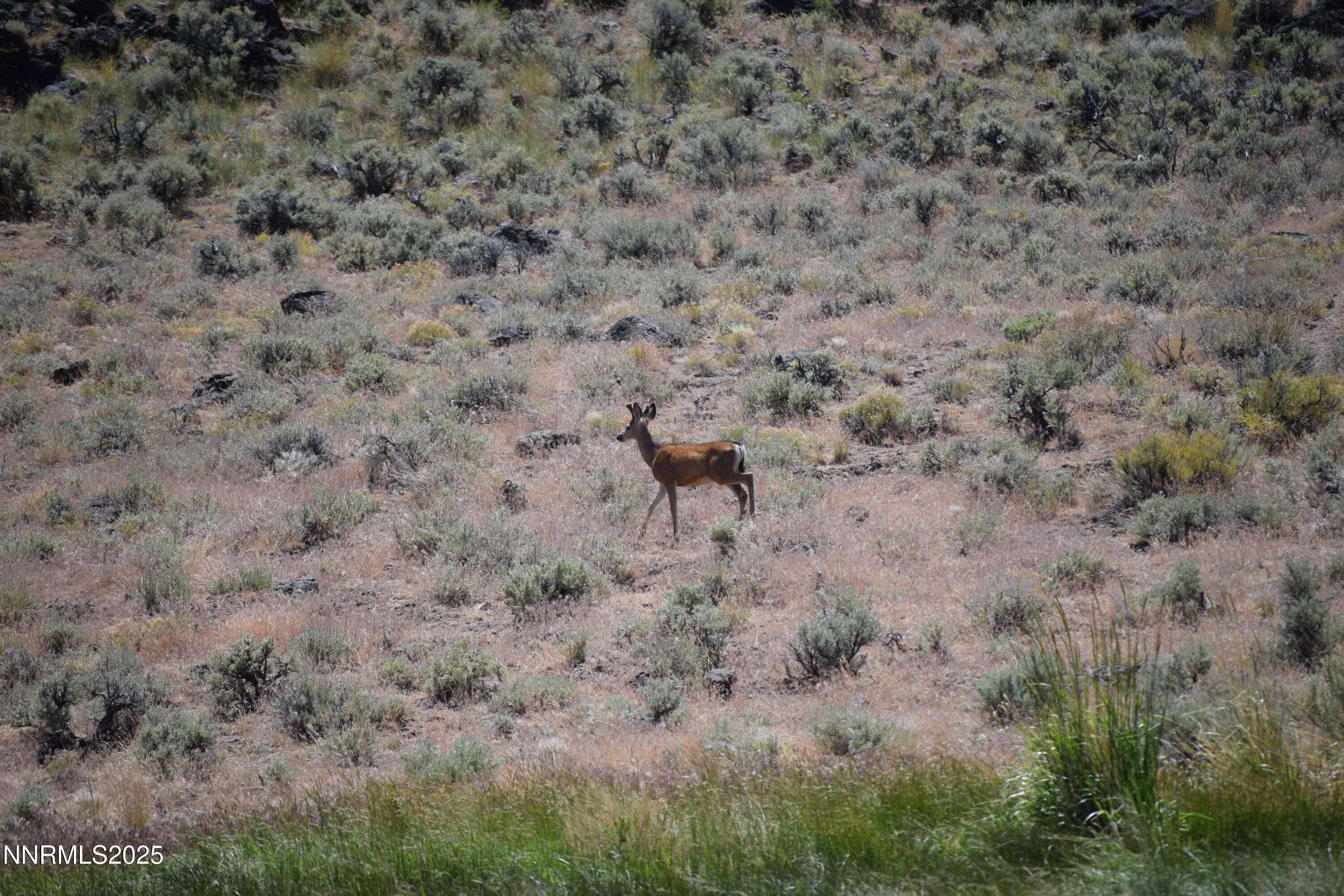 3304 High Rock Road, Unit HIGH ROCK ROAD APPROX 4 2 MILES Reno, NV 89510 - Photo 4 of 49 a view of a dry field with trees