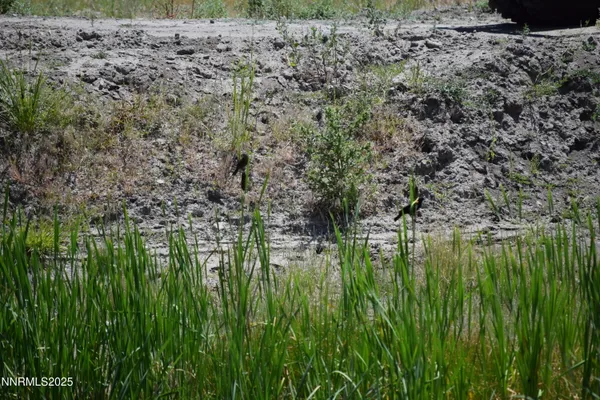 a yard with lots of green space