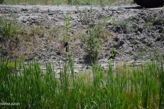 a yard with lots of green space