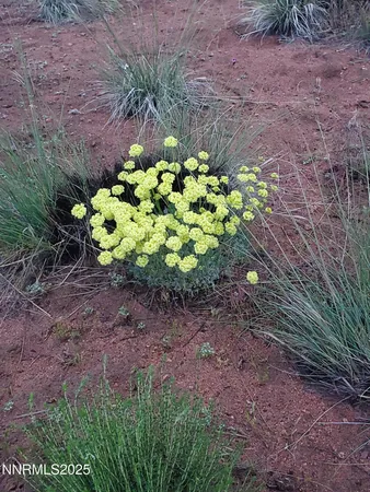 a plant with lots of trees