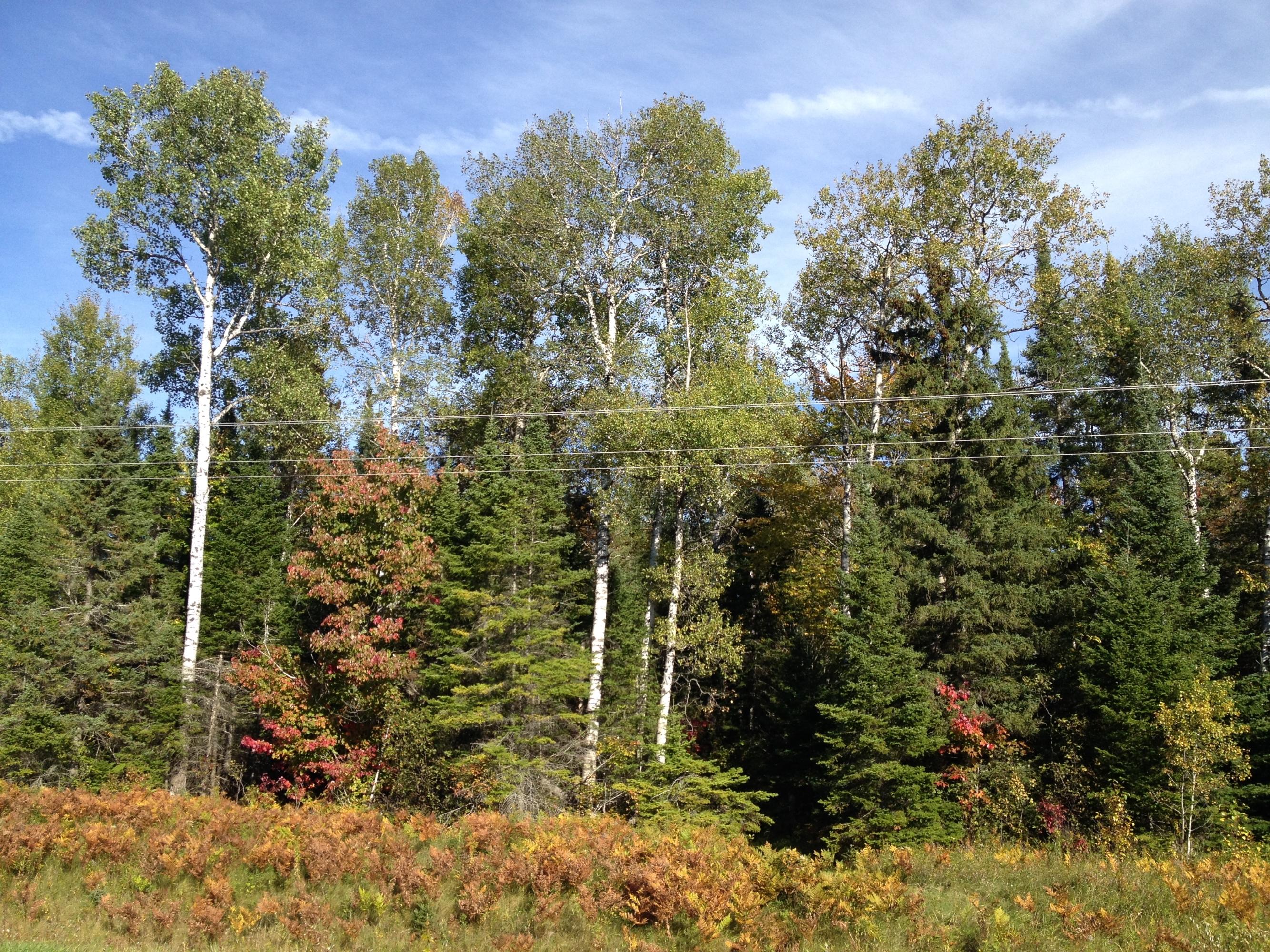 0 South Bound Road Brimley, MI 49715 - Photo 13 of 14 Gallery Image 13