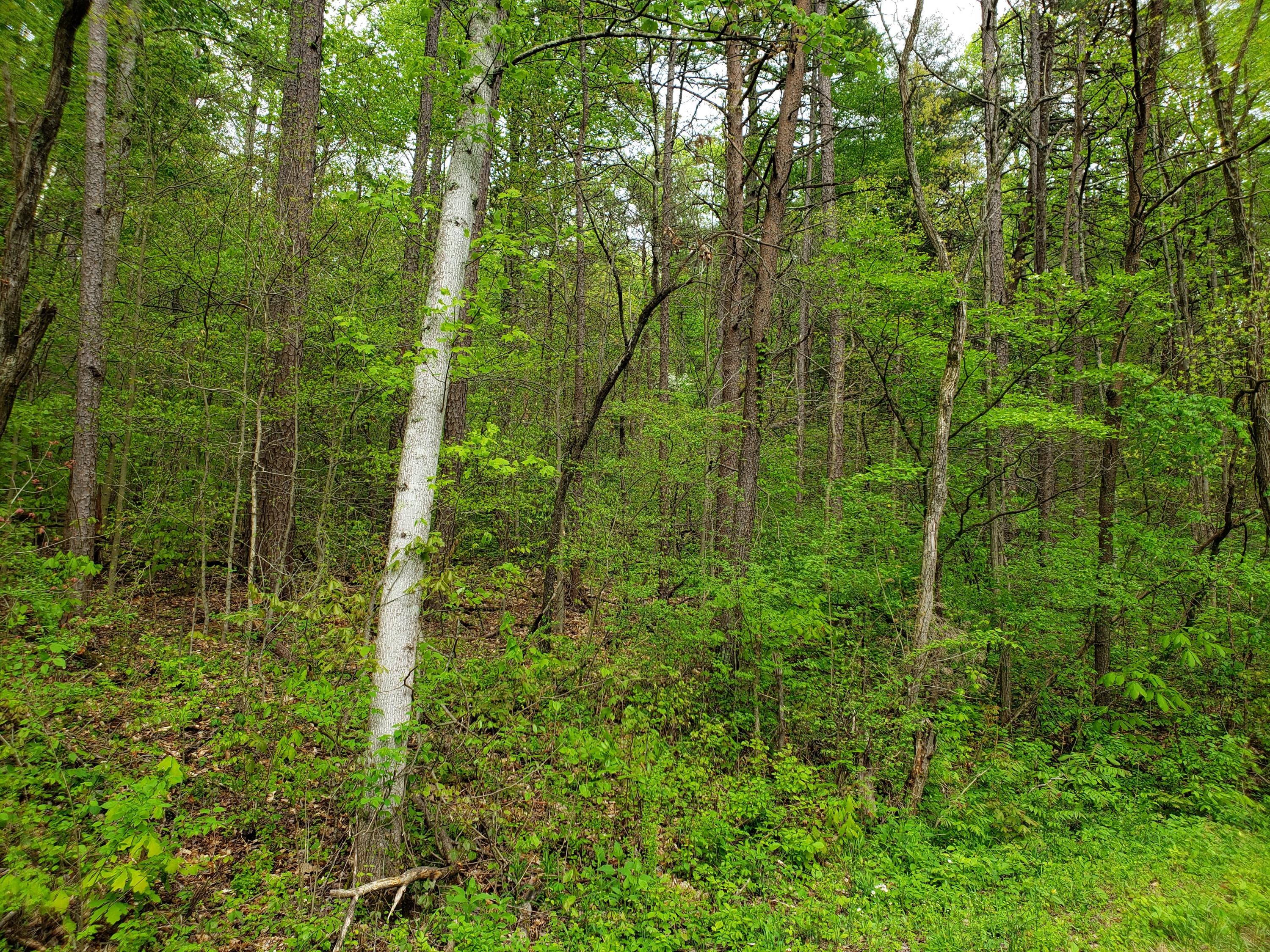 68 South Rushy Springs Road Talbott, TN 37877 - Photo 1 of 3 20200424_163028