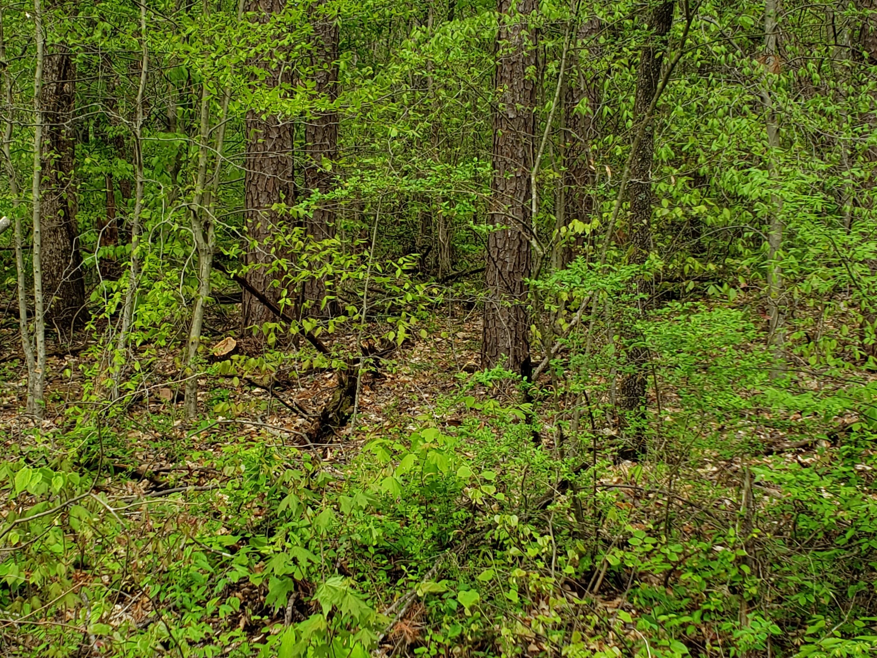 68 South Rushy Springs Road Talbott, TN 37877 - Photo 3 of 3 20200424_163109