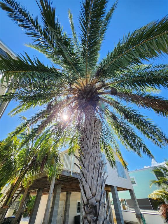 31547 Ave D Big Pine Key, FL 33043 - Photo 37 of 42 a view of a yard and potted plants