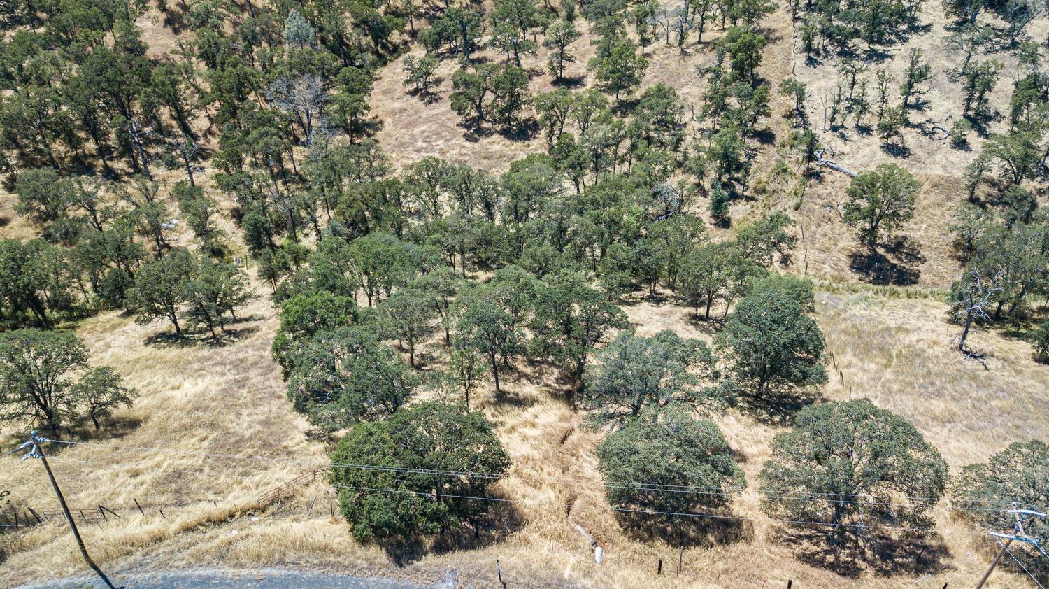 1405 Cheyenne Road Copperopolis, CA 95228 - Photo 4 of 7 a view of a forest with lots of trees