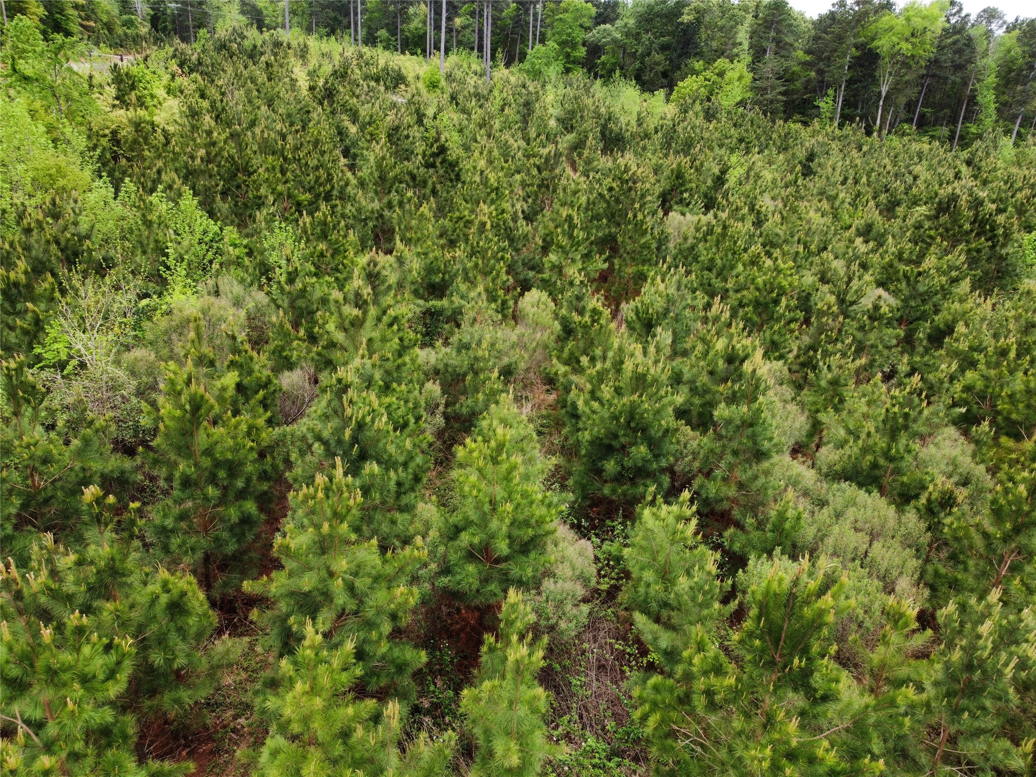 Tbd Joy Wright Mt Road Winona, TX 75792 - Photo 1 of 12