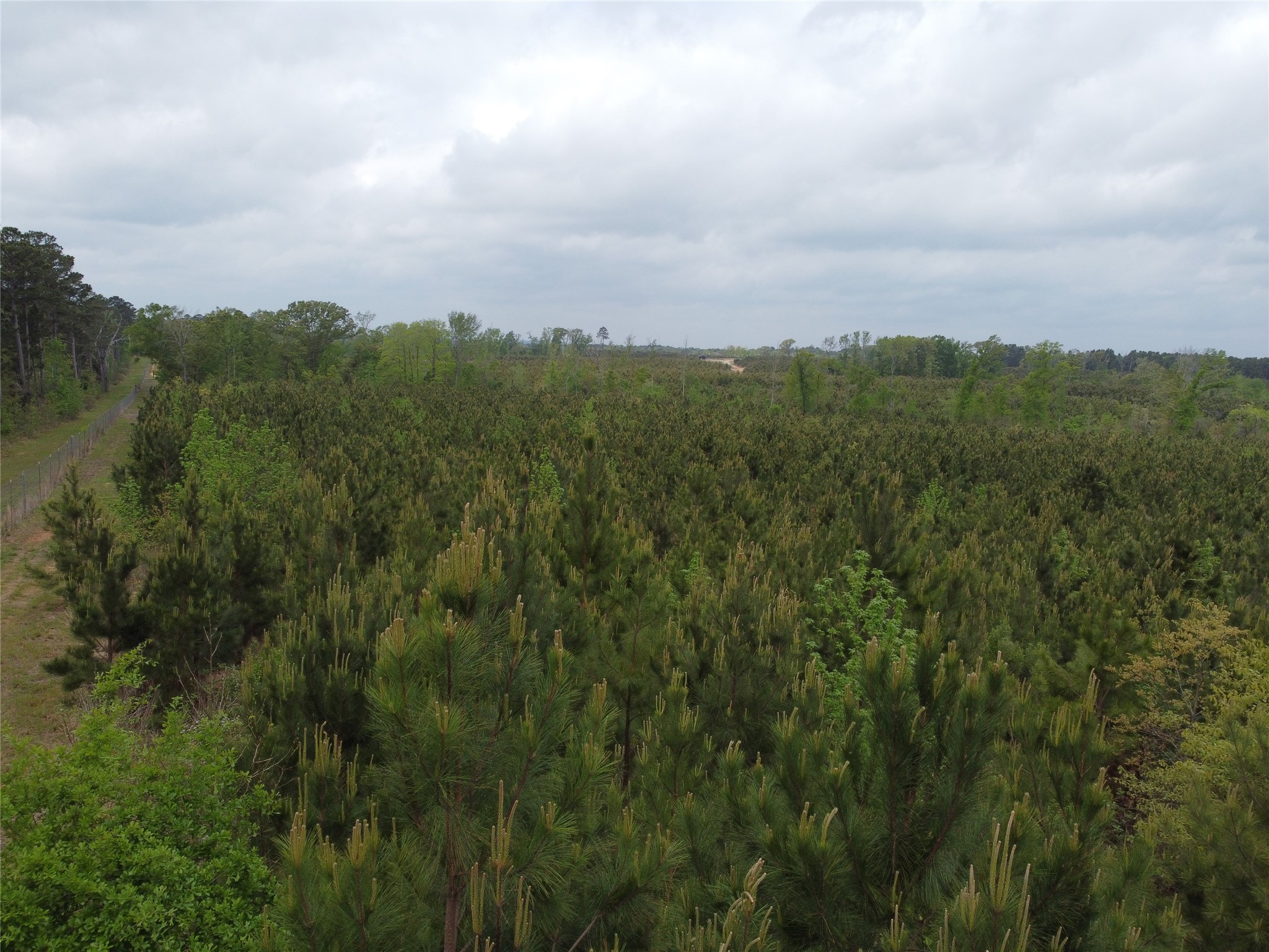 Tbd Joy Wright Mt Road Winona, TX 75792 - Photo 3 of 12