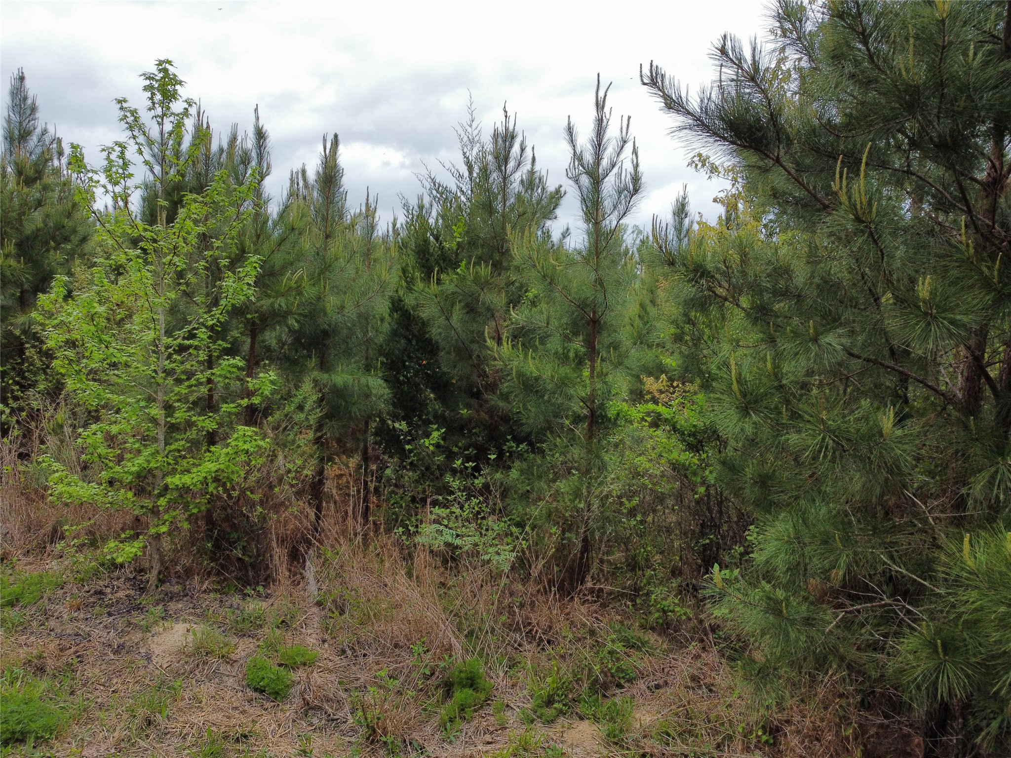 Tbd Joy Wright Mt Road Winona, TX 75792 - Photo 4 of 12