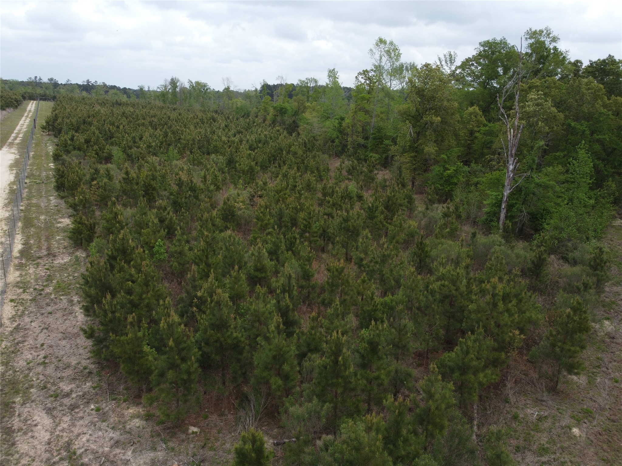 Tbd Joy Wright Mt Road Winona, TX 75792 - Photo 5 of 12