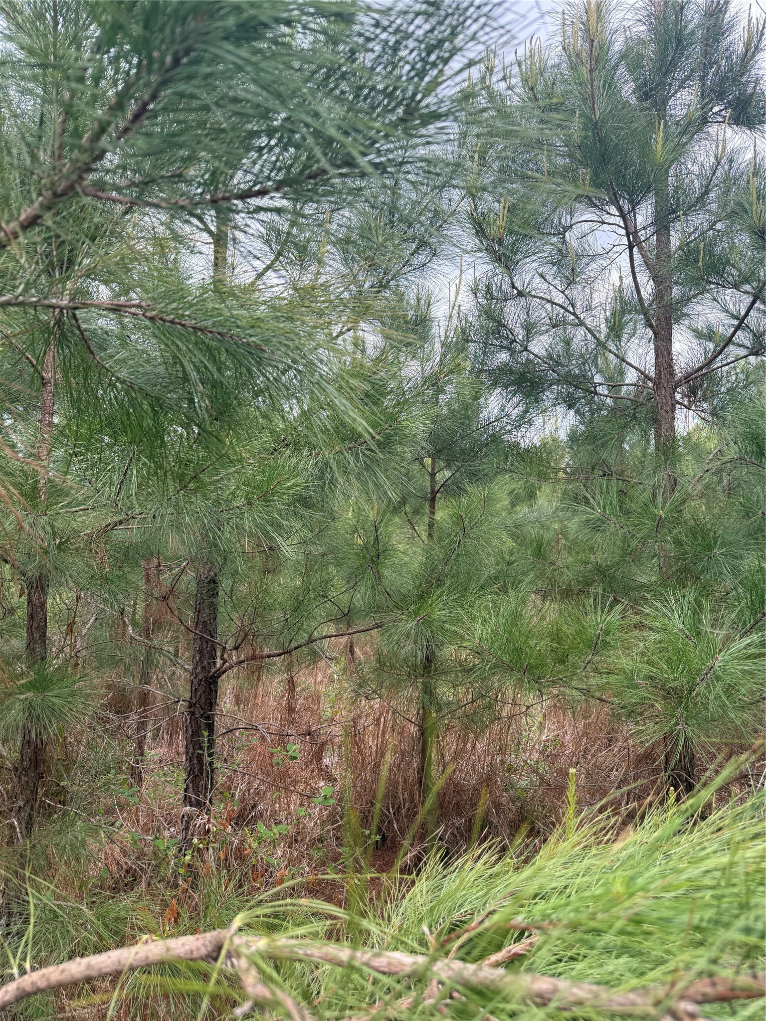 Tbd Joy Wright Mt Road Winona, TX 75792 - Photo 8 of 12