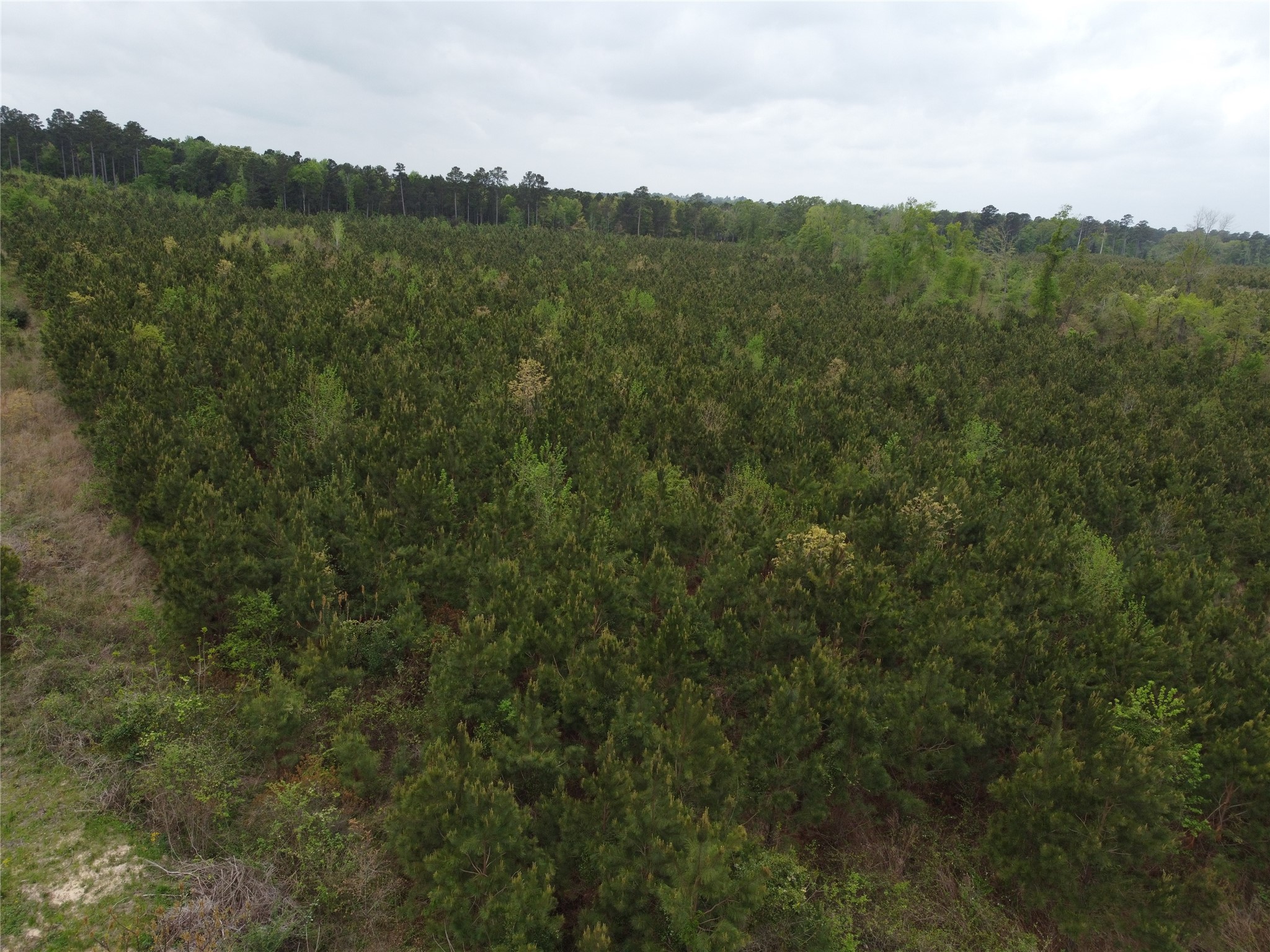 Tbd Joy Wright Mt Road Winona, TX 75792 - Photo 9 of 12