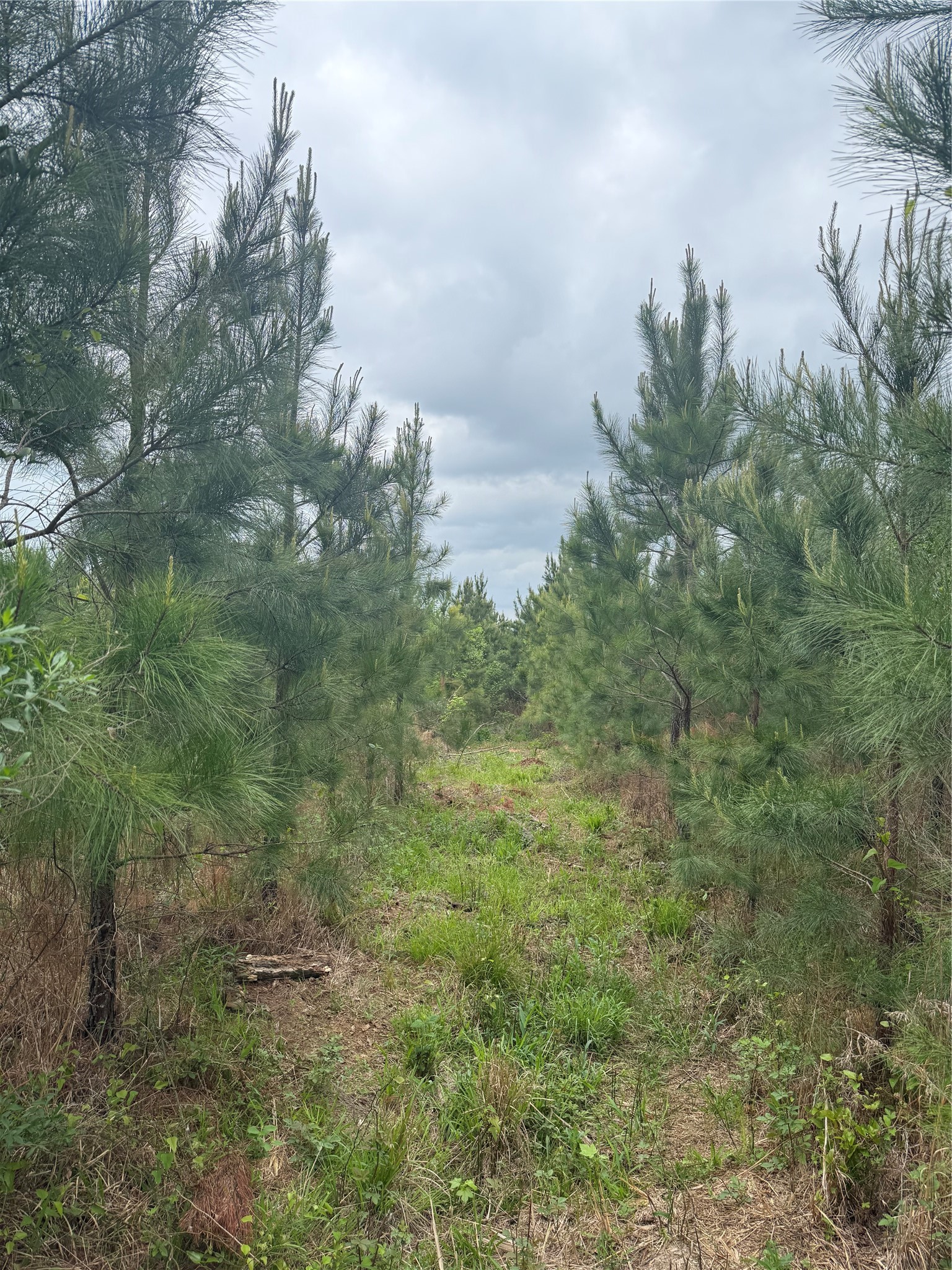 Tbd Joy Wright Mt Road Winona, TX 75792 - Photo 10 of 12