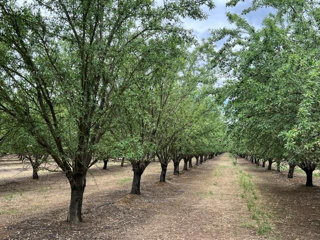 0 Berry Road Rio Oso, CA 95674 - Photo 6 of 11