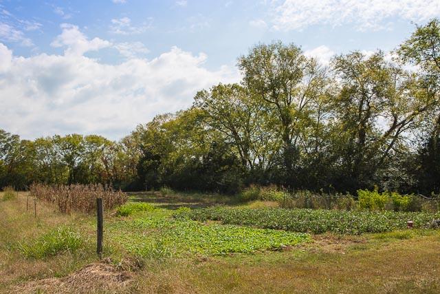 6319 Cox Road Arrington, TN 37014 - Photo 22 of 30 Great garden spot!