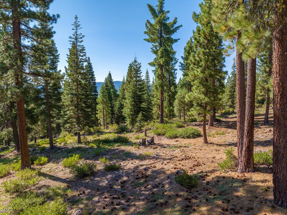 11494 Alder Hill Road Truckee, CA 96161 - Photo 11 of 27 a view of a forest with trees