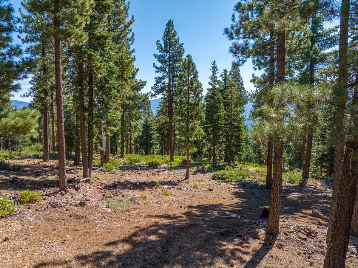 11494 Alder Hill Road Truckee, CA 96161 - Photo 13 of 27 a view of a forest filled with trees
