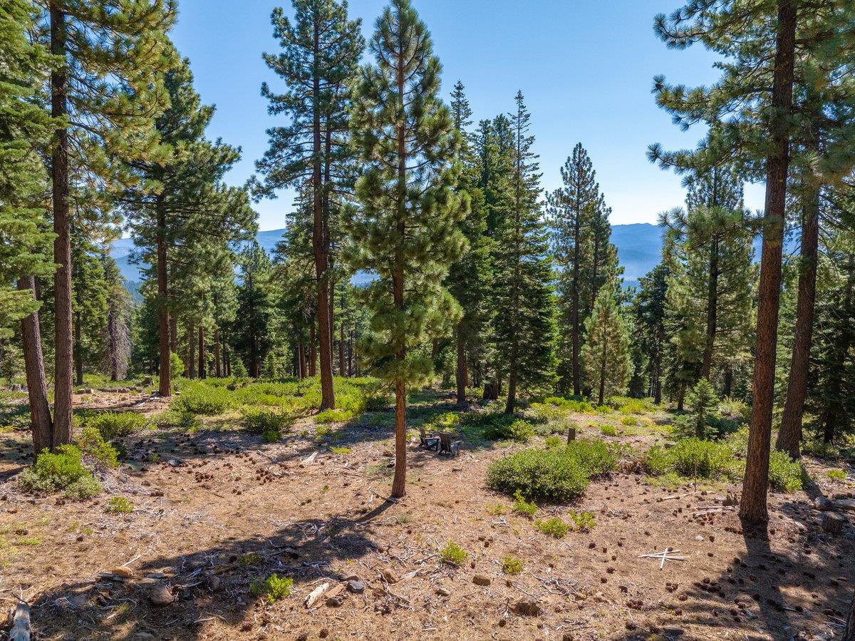 11494 Alder Hill Road Truckee, CA 96161 - Photo 14 of 27 a view of a park with large trees