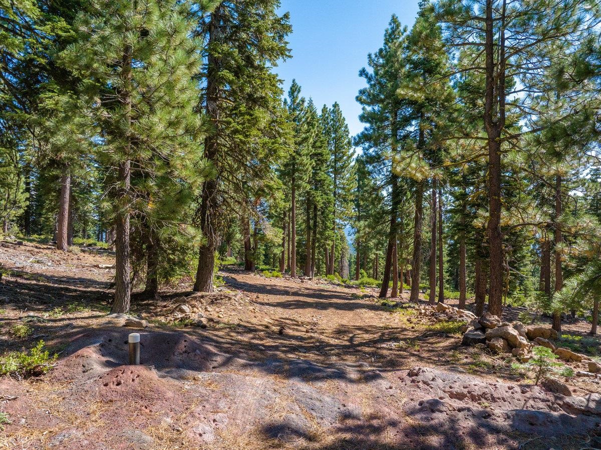 11494 Alder Hill Road Truckee, CA 96161 - Photo 15 of 27 a view of a backyard with large trees