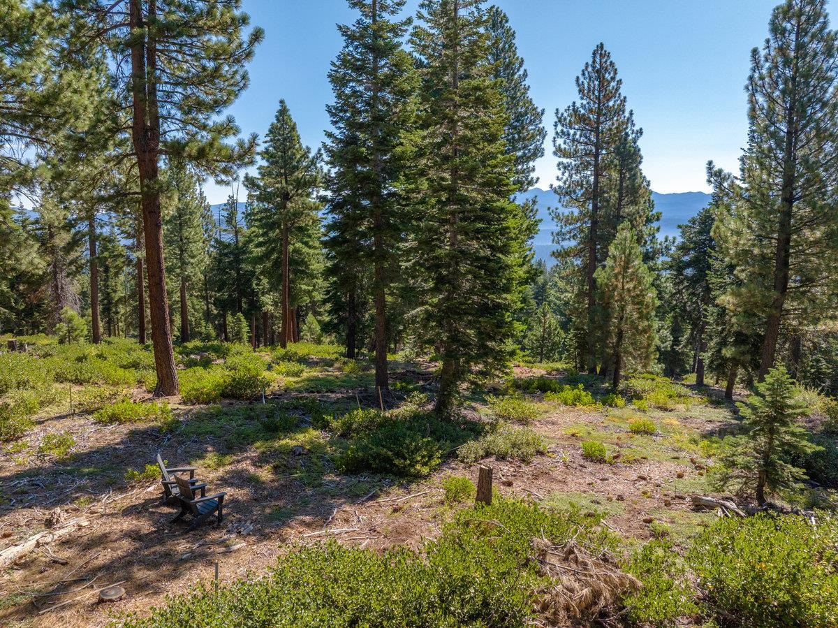 11494 Alder Hill Road Truckee, CA 96161 - Photo 9 of 27 a view of a forest with trees