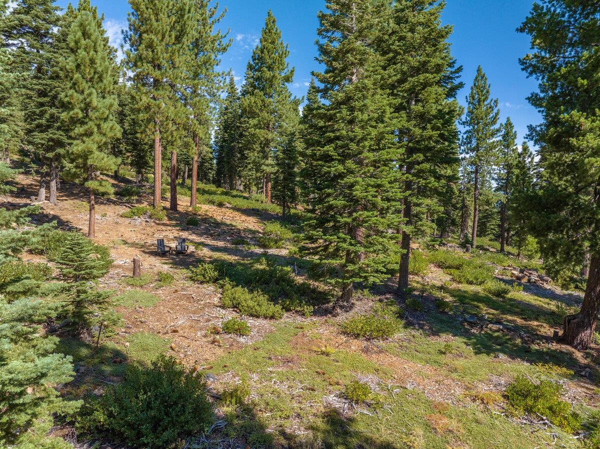 11494 Alder Hill Road Truckee, CA 96161 - Photo 10 of 27 a view of a yard with plants and trees