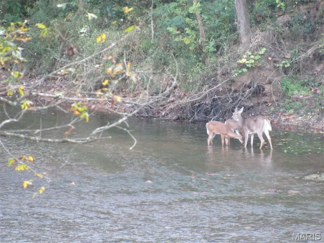 $850,000 | 82 Idlewild Road, Steelville, MO 65565