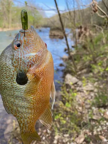 $850,000 | 82 Idlewild Road, Steelville, MO 65565