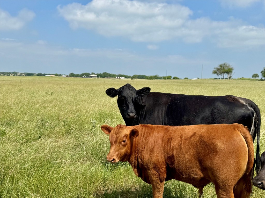 17-acres Smith Dairy Road Belton, TX 76513 - Photo 5 of 28 a view of outdoor space and lake view