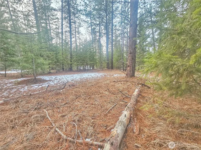 a view of a yard with trees