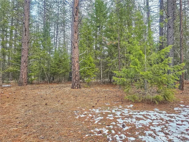 a view of a forest with trees