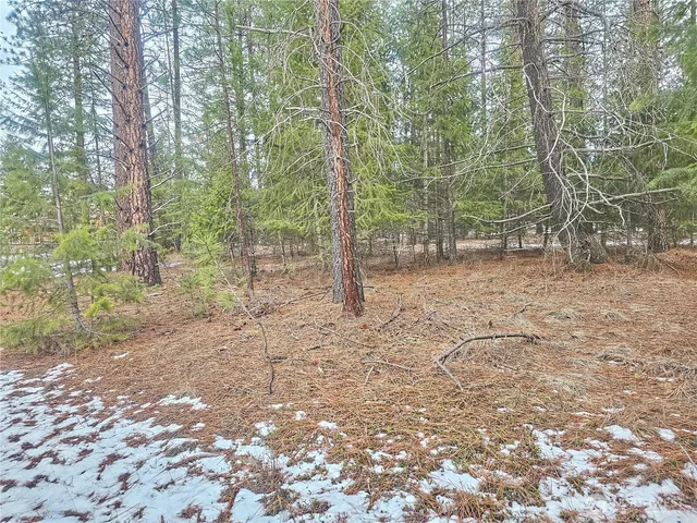 a view of a forest with trees in the background