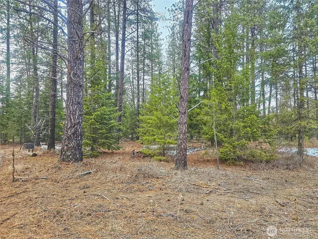 a view of a forest filled with trees