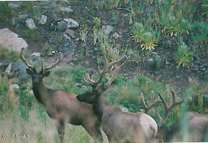 3074 Mesa Trail Flagstaff, AZ 86005 - Photo 26 of 26 Screenshot 2025-04-11 144440