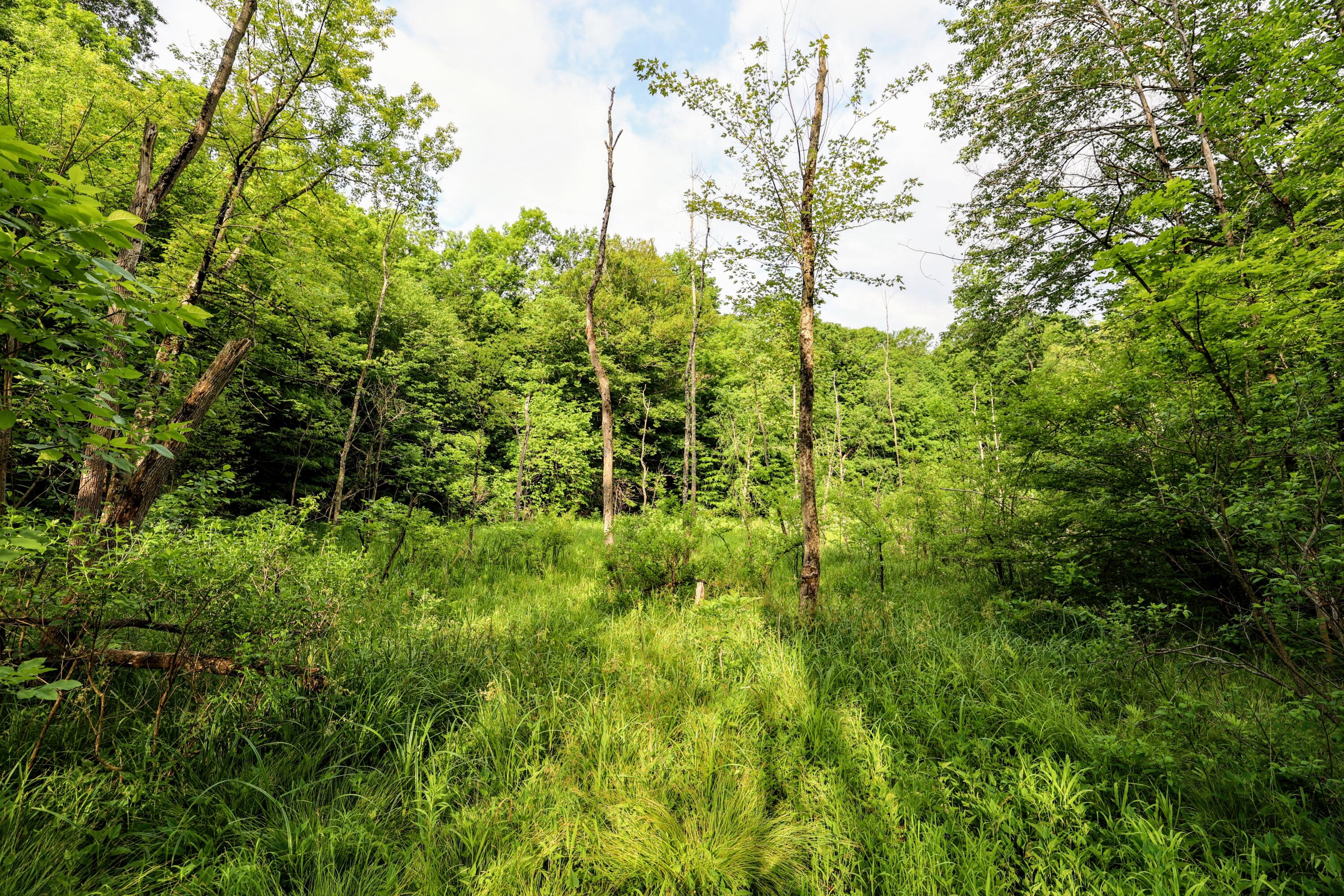 Vl Black River Road Bangor, MI 49013 - Photo 53 of 54 53