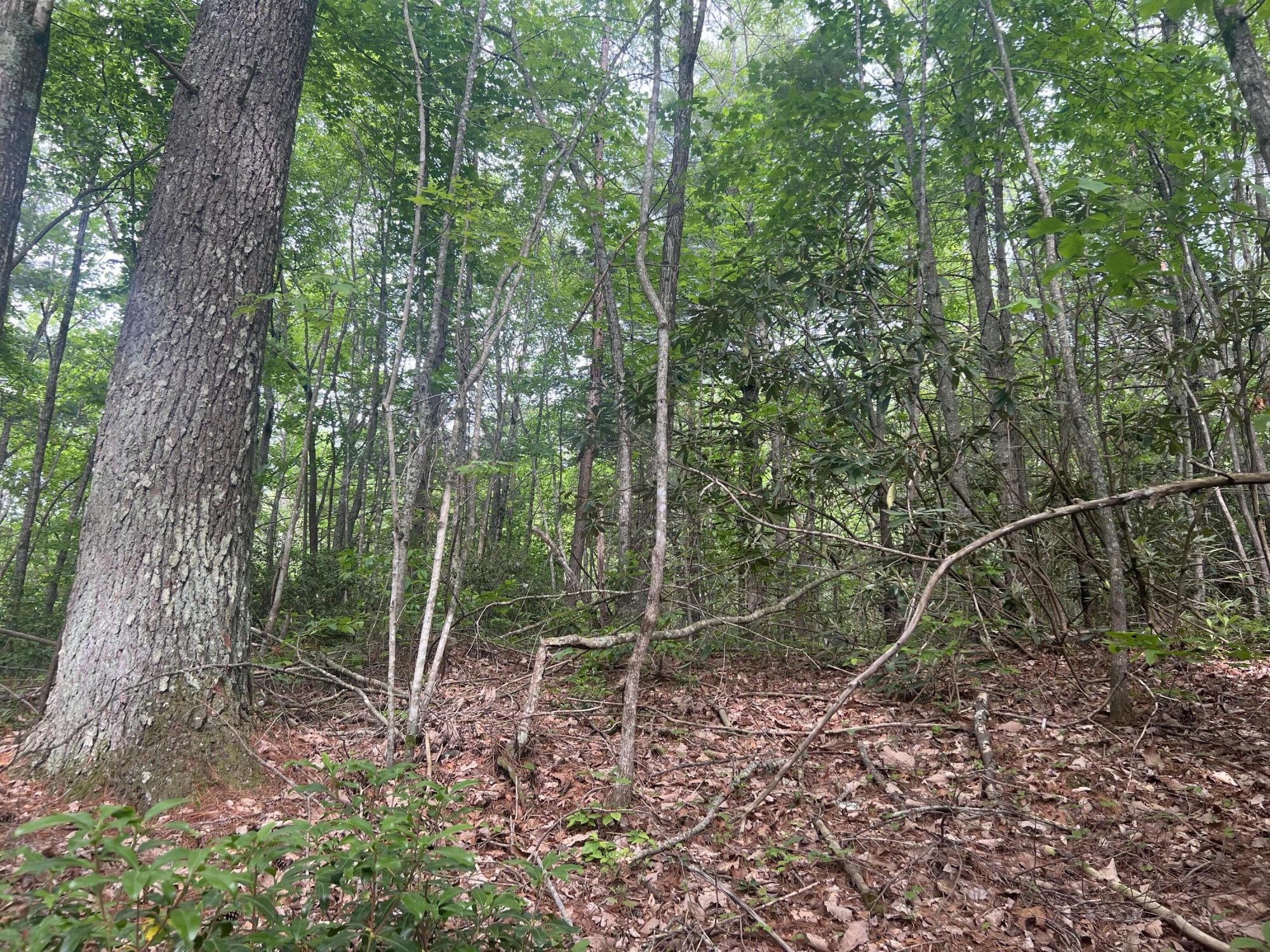 0 John Glover Road Hampton, TN 37658 - Photo 15 of 55 IMG_2433