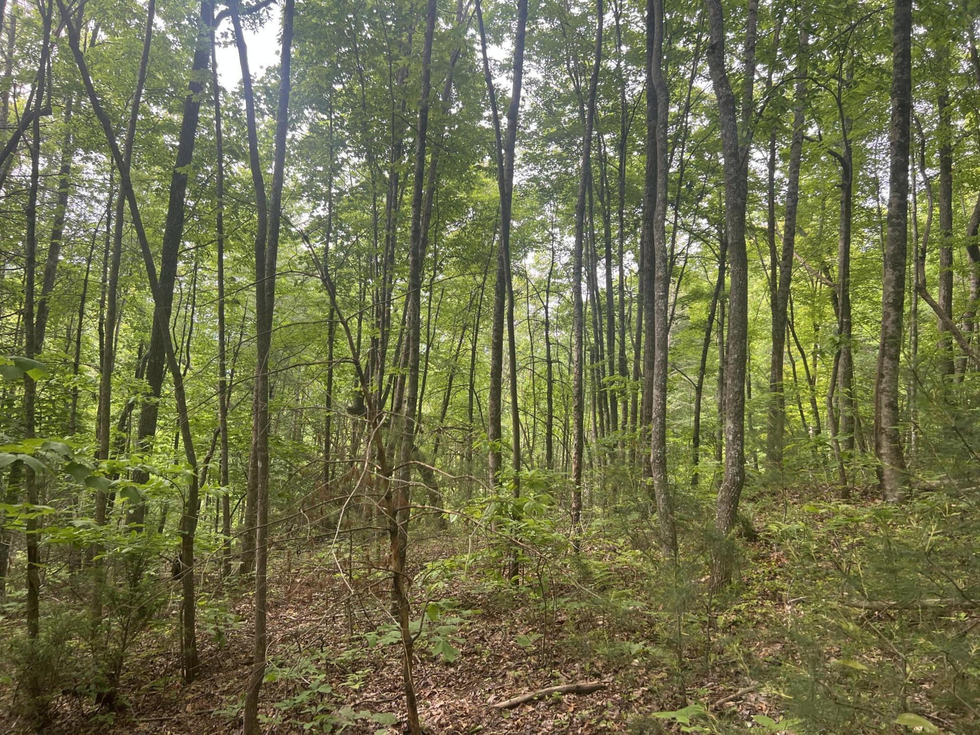0 John Glover Road Hampton, TN 37658 - Photo 18 of 55 IMG_2439