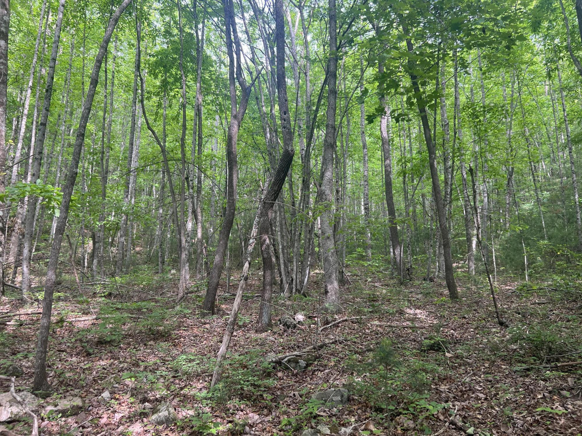 0 John Glover Road Hampton, TN 37658 - Photo 23 of 55 IMG_2444