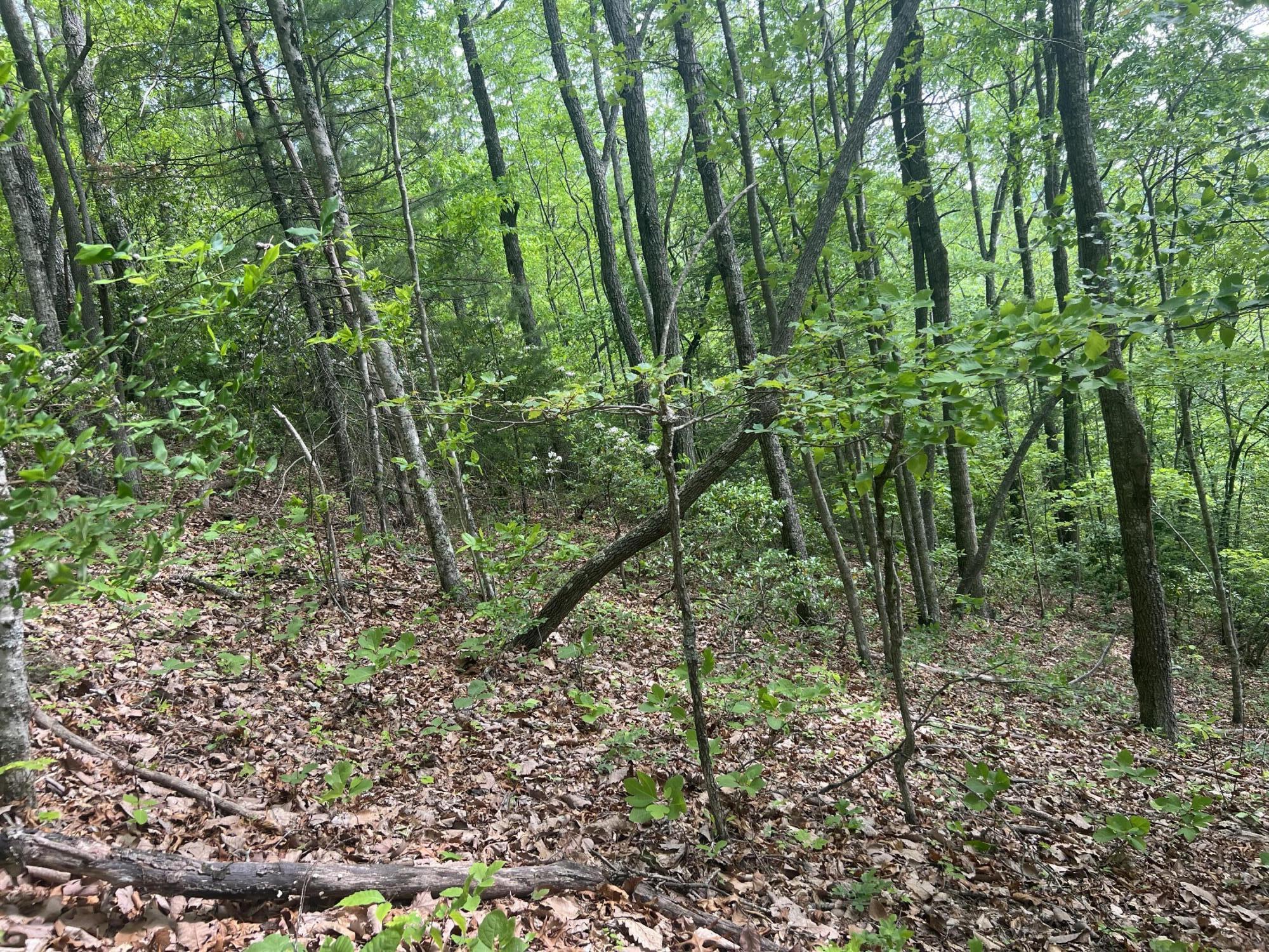 0 John Glover Road Hampton, TN 37658 - Photo 29 of 55 IMG_2459