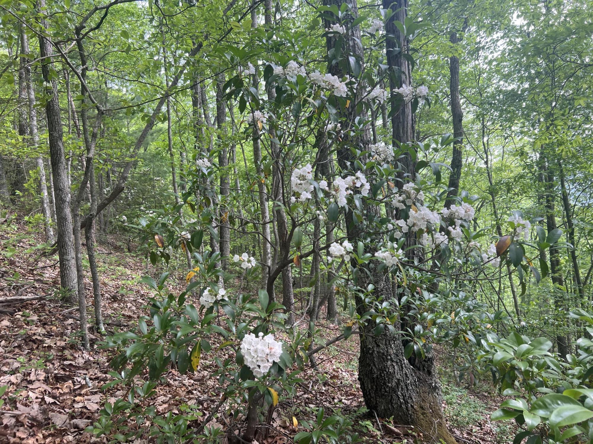 0 John Glover Road Hampton, TN 37658 - Photo 30 of 55 IMG_2458
