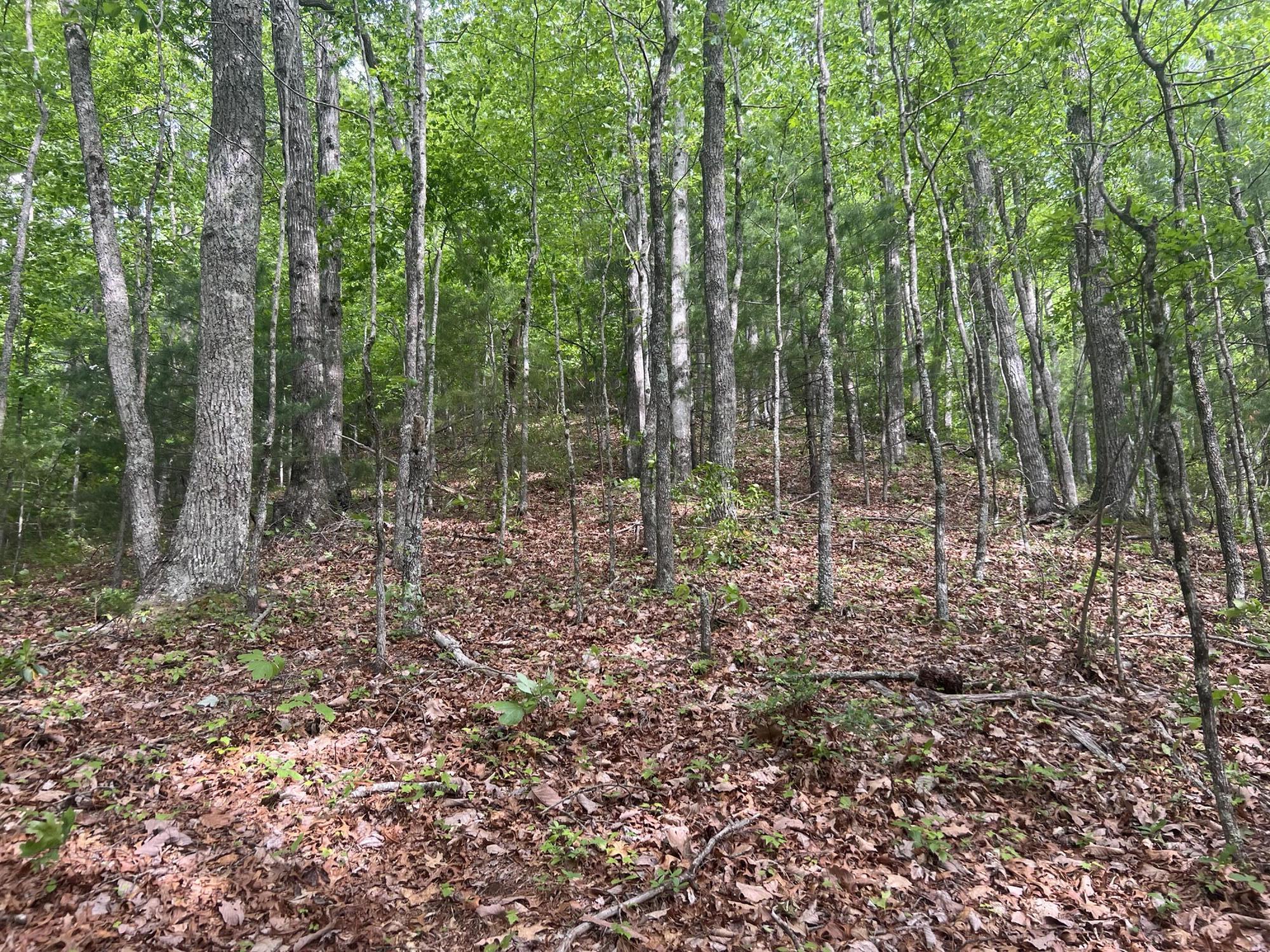 0 John Glover Road Hampton, TN 37658 - Photo 33 of 55 IMG_2465