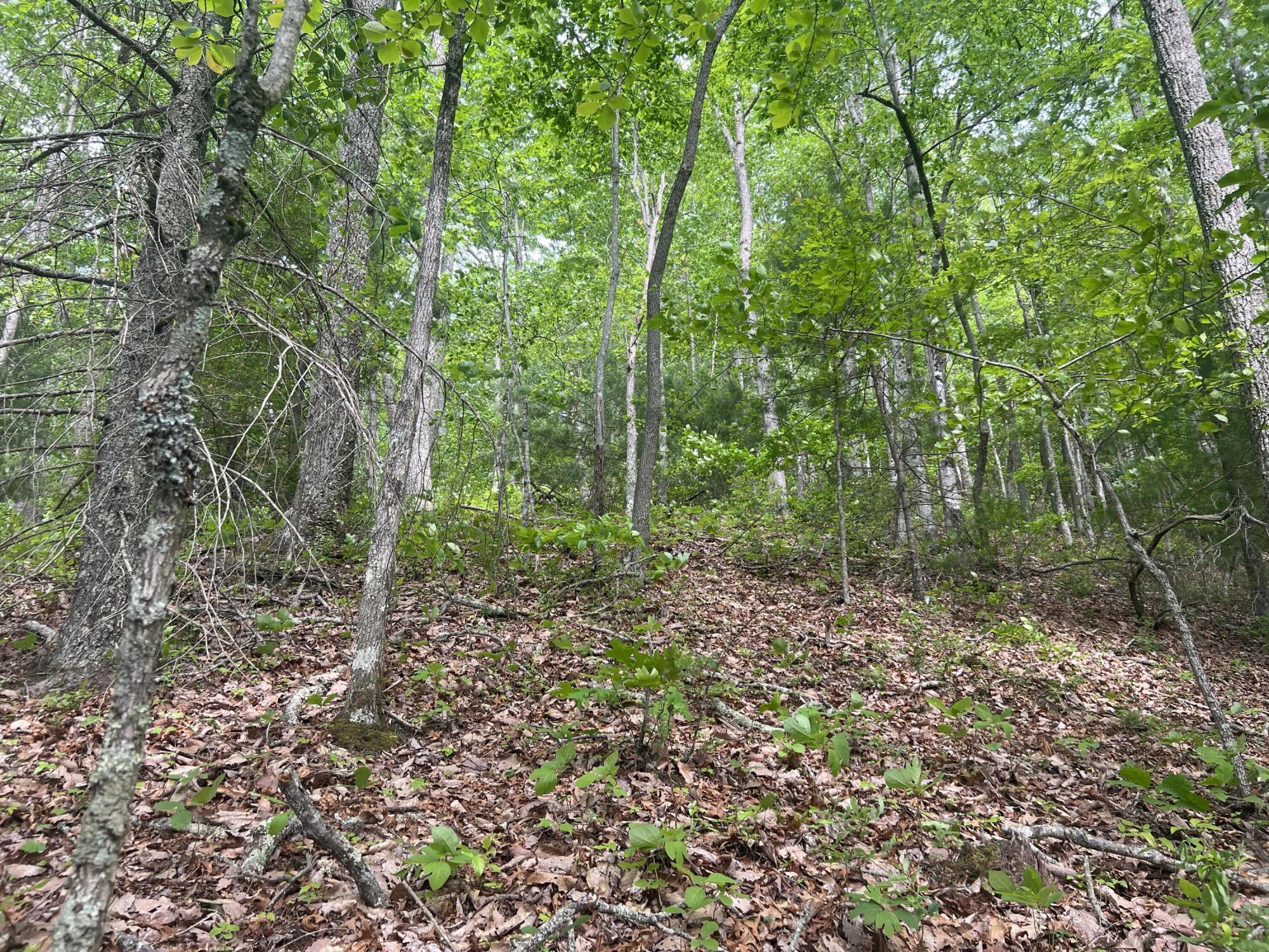 0 John Glover Road Hampton, TN 37658 - Photo 37 of 55 IMG_2460