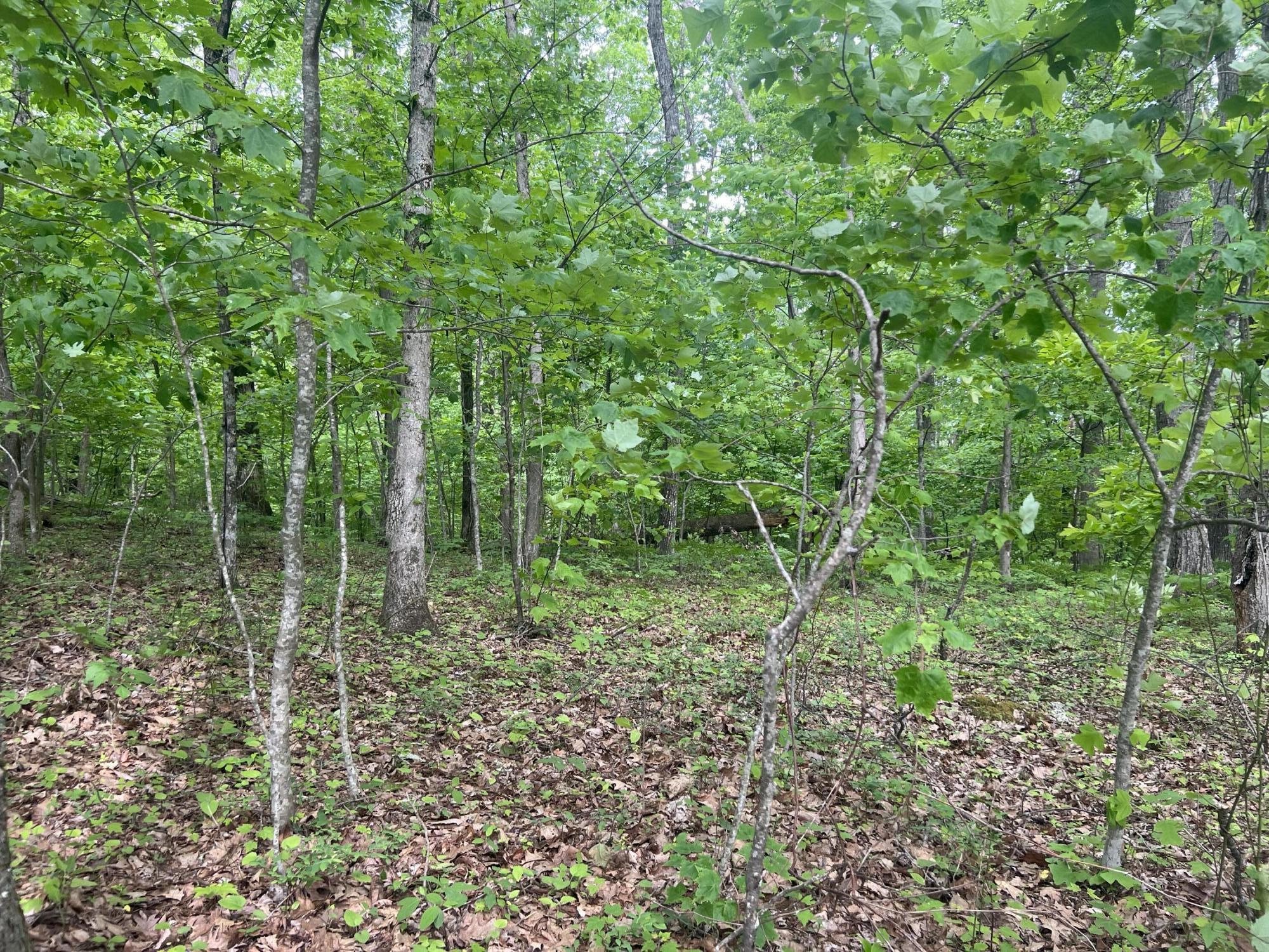 0 John Glover Road Hampton, TN 37658 - Photo 38 of 55 IMG_2471