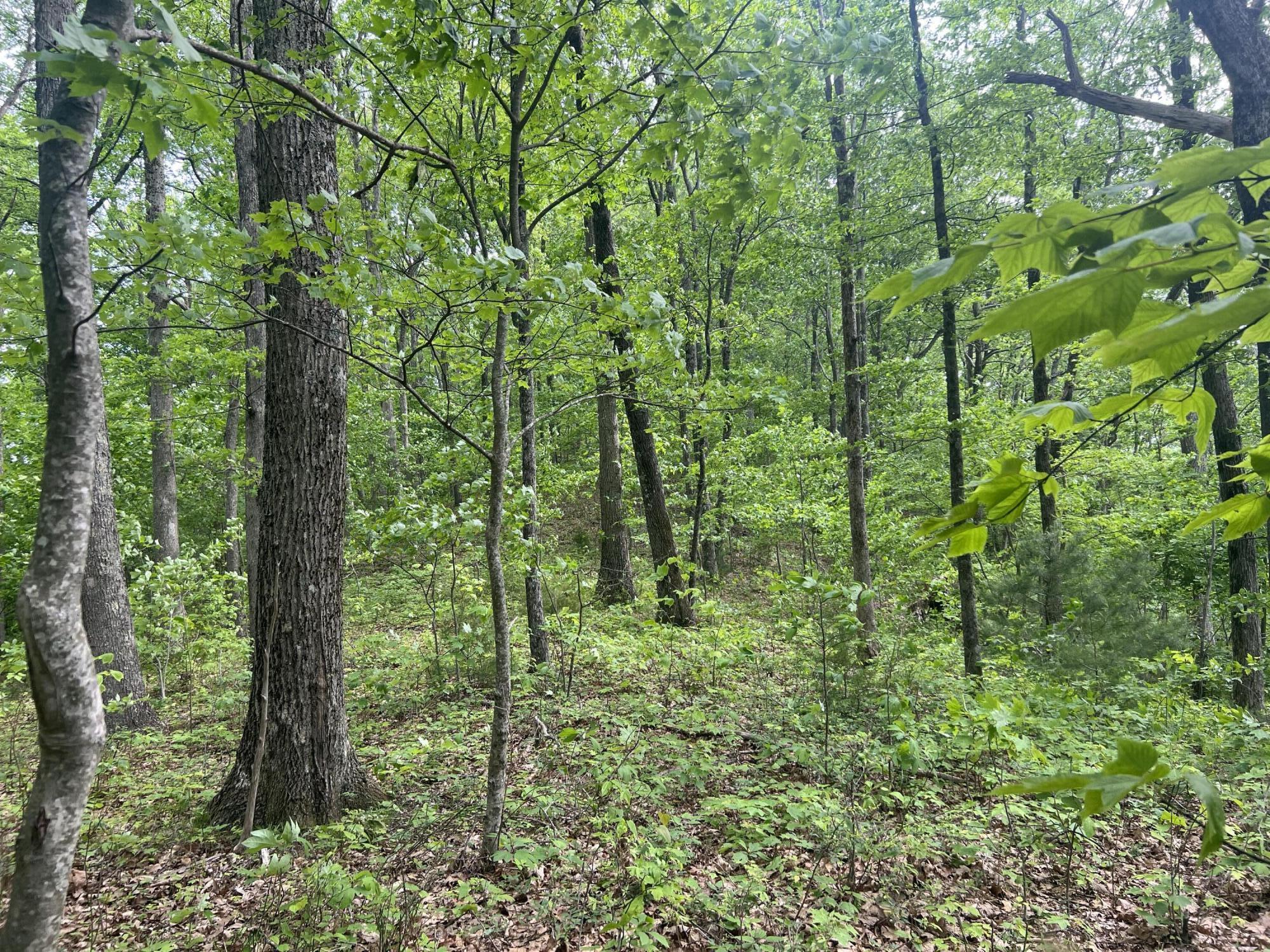 0 John Glover Road Hampton, TN 37658 - Photo 39 of 55 IMG_2470