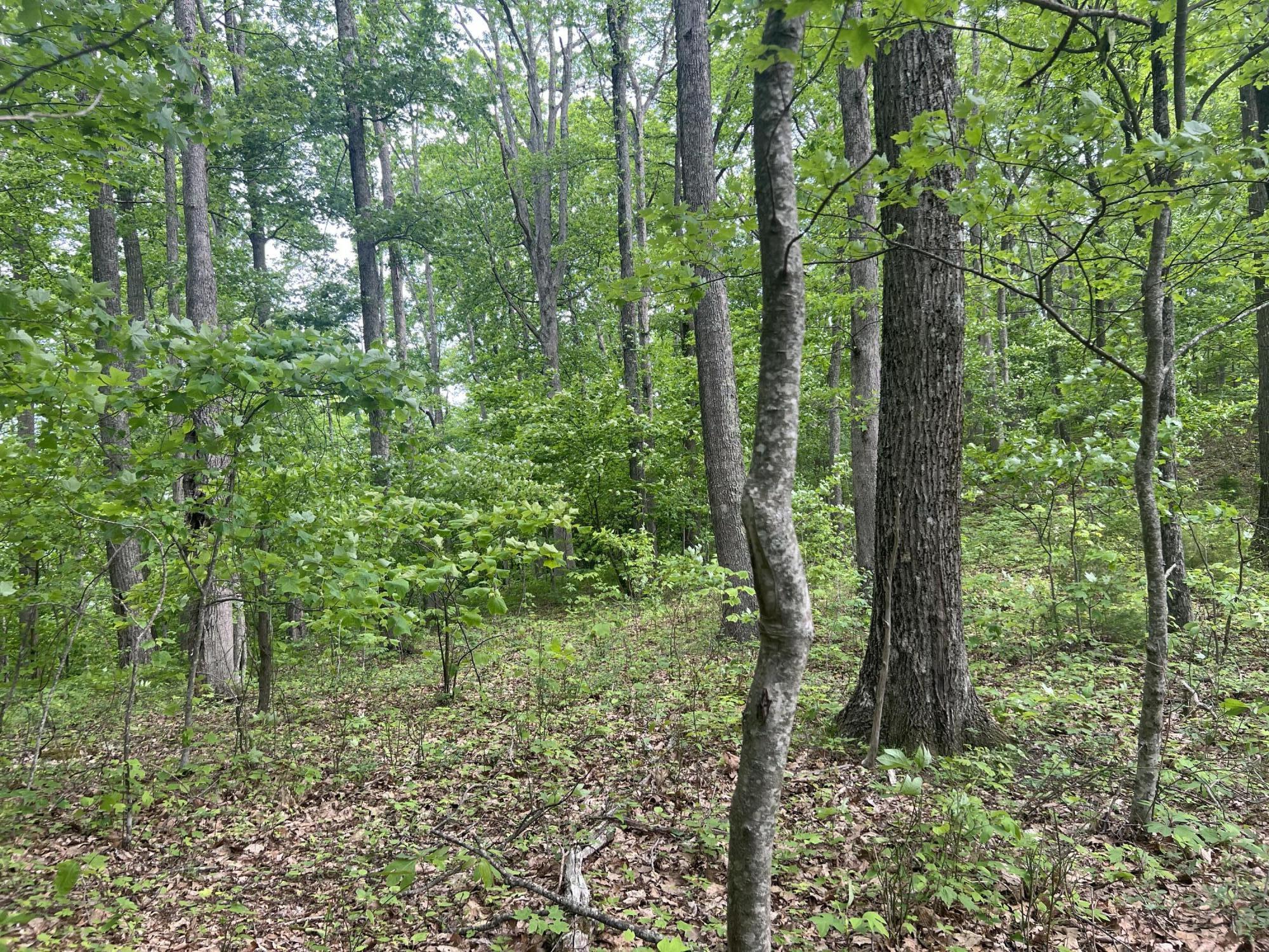 0 John Glover Road Hampton, TN 37658 - Photo 40 of 55 IMG_2469