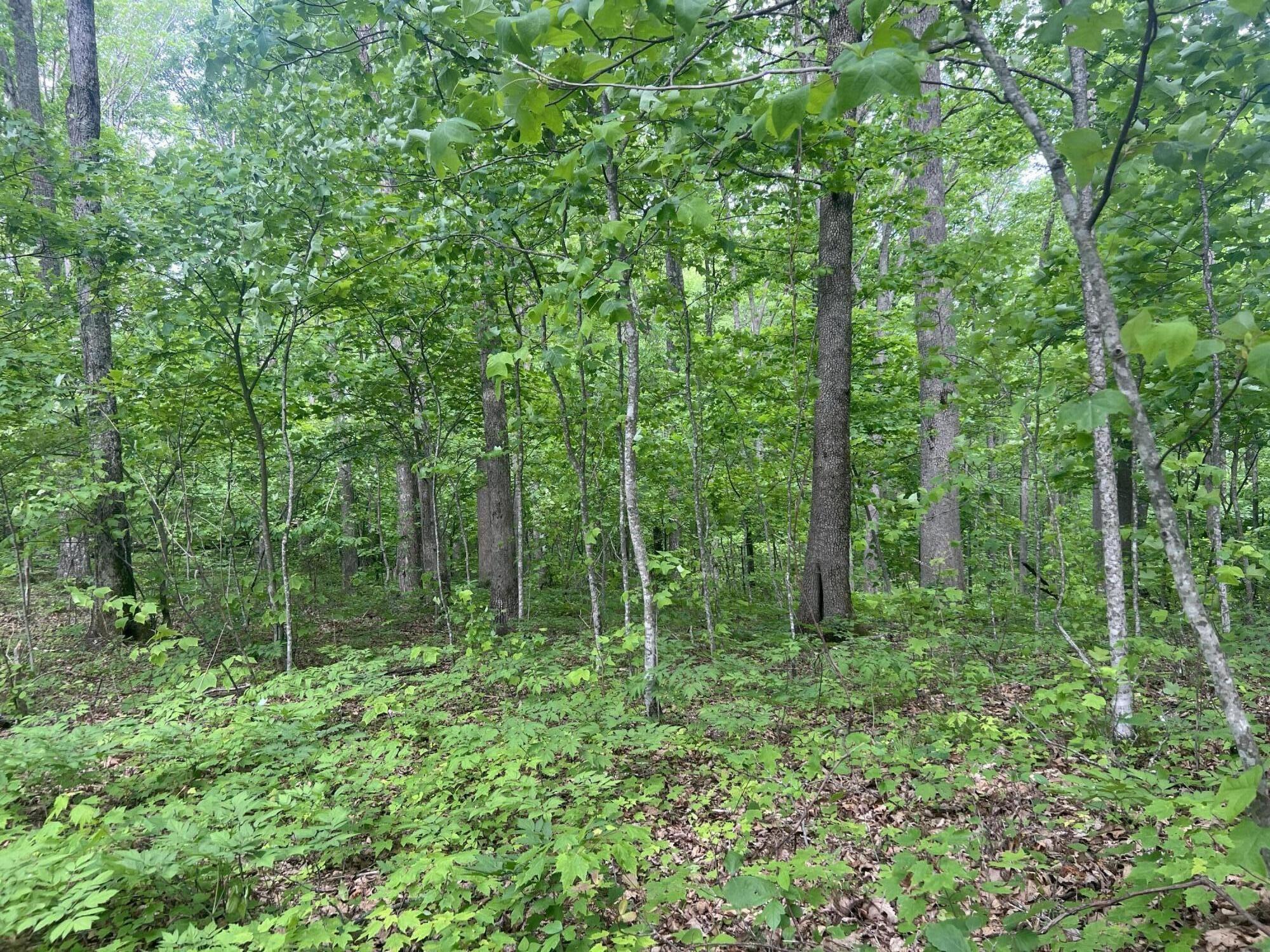 0 John Glover Road Hampton, TN 37658 - Photo 44 of 55 IMG_2475