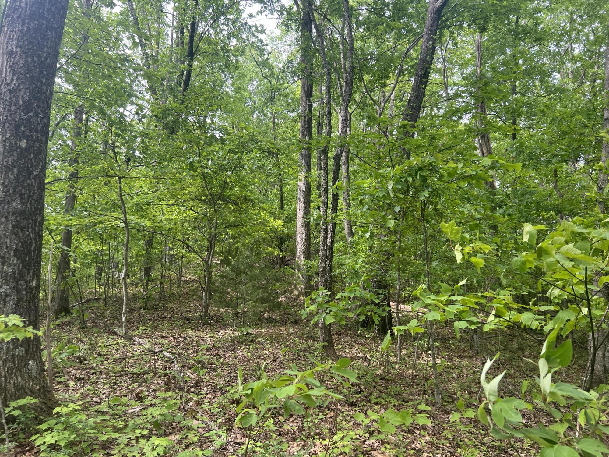 0 John Glover Road Hampton, TN 37658 - Photo 45 of 55 IMG_2474