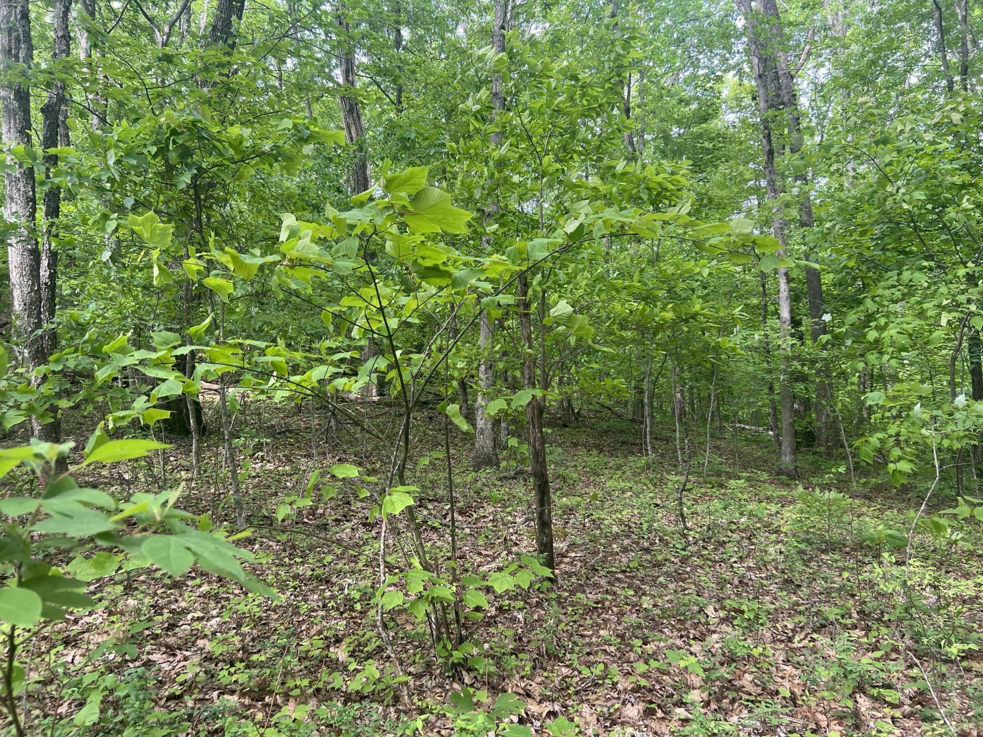 0 John Glover Road Hampton, TN 37658 - Photo 46 of 55 IMG_2473