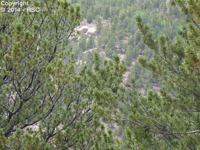 1115 Timber Ridge Road Divide, CO 80814 - Photo 2 of 8