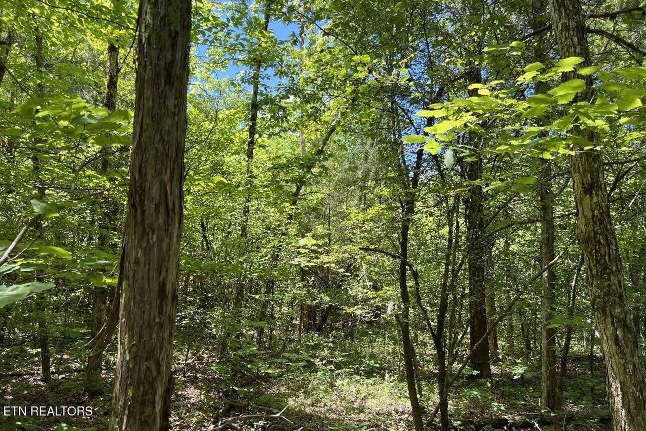 158 Eagle Ridge Road Kingston, TN 37763 - Photo 2 of 6 Image 03